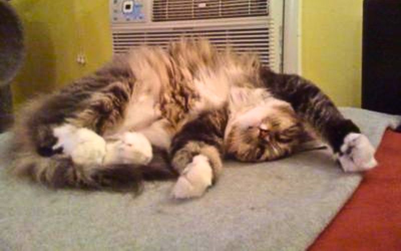 Pretty Girl tabby and white maine coon rolling around.