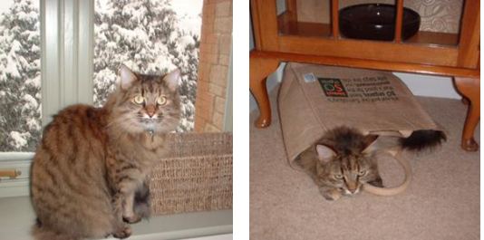 Tabitha
