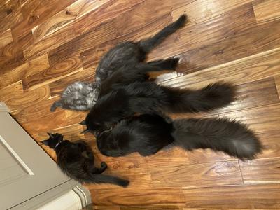 Family Dinner 6 maine coon cats eating dinner together with tails outstretched.