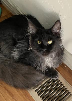 Warming up black smoke maine coon cat sitting on a warm floor vent.