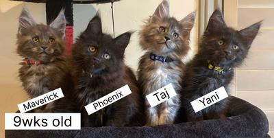 Babies four smokey maine coon kittens lined up