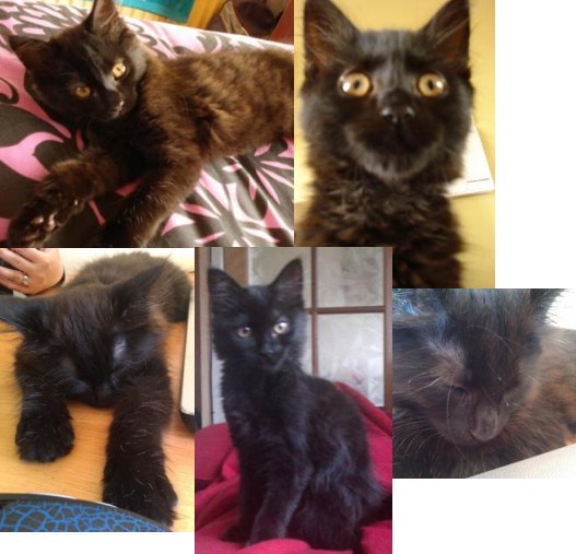 female black maine coon kitten