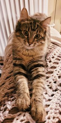 cute brown tabby kitten with paws outstretched