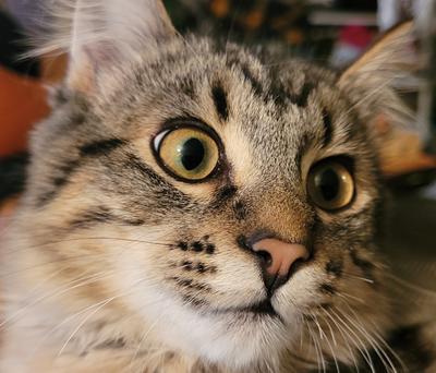 closeup of brown tabby kitten's face