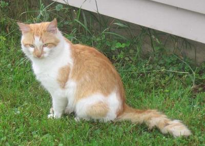 ginger and white cat sitting on grass.