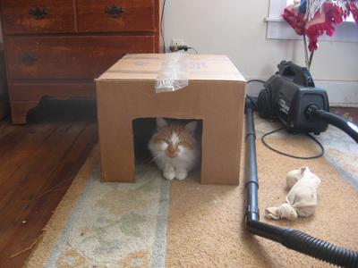ginger and white cat peeking out from cardboard box.