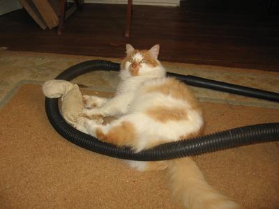 red and white cat playing with vacuum cleaner hose.