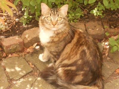 Molly tass cat