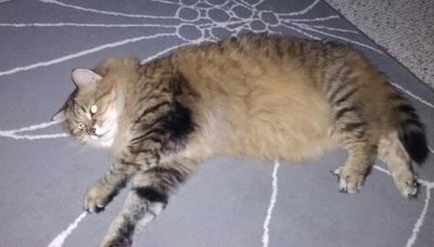 Taz