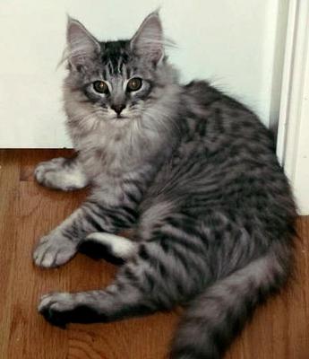 Taz