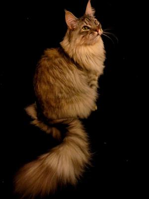 Taz
