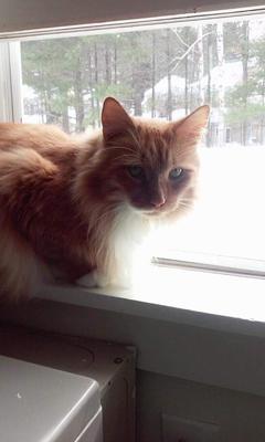 Tazz