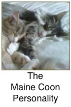 Maine Coon Cats Exposed!