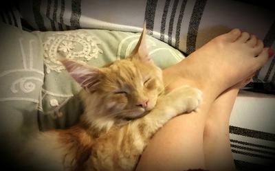 Ted sleepy 9 month old maine coon cuddling up against his owners leg and ankle.