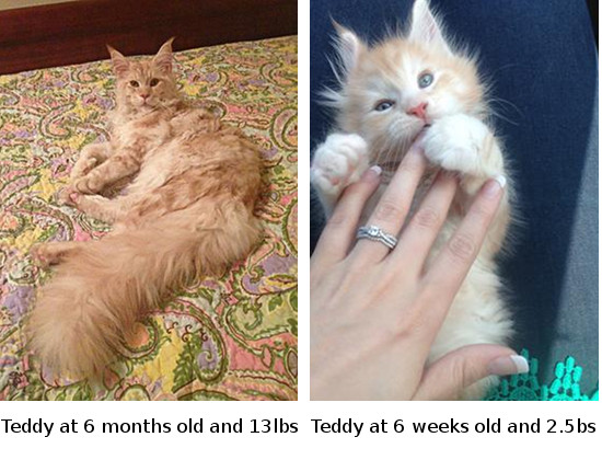 Teddy two pictures of a purebred maine coon at 6 months and as a newborn