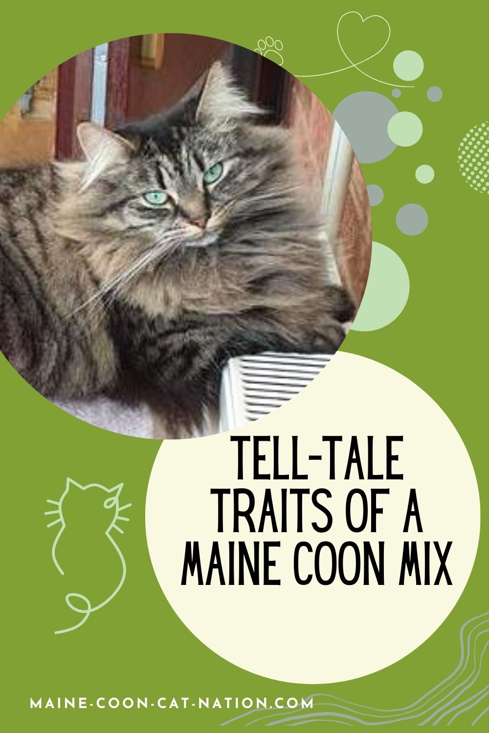 Tell-Tale Maine Coon Mix Traits! tell-tale traits of a maine coon mix