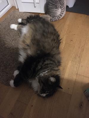 big fluffy female cat laying on floor.