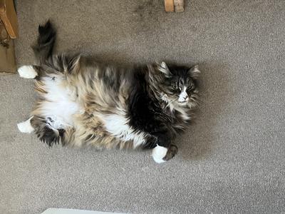 large fluffy cat lying on its back, belly exposed.