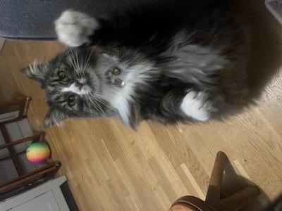 brown tabby and white longhaired cat