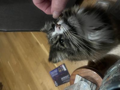 face of kitty close to fingers of person giving the cat something.