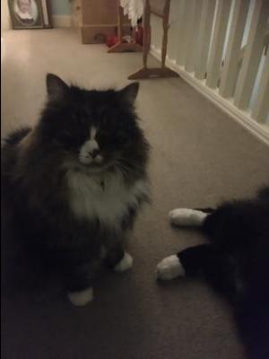 fluffy tabby and white kitty.