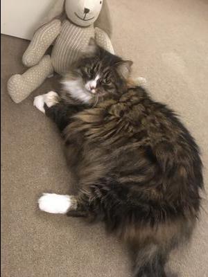 shaggy brown tabby with white female cat.