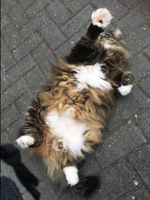 Telulah brown and white kitty laying belly up on patio.
