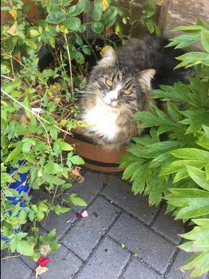 longhaired pretty kitty sitting in flower pot.
