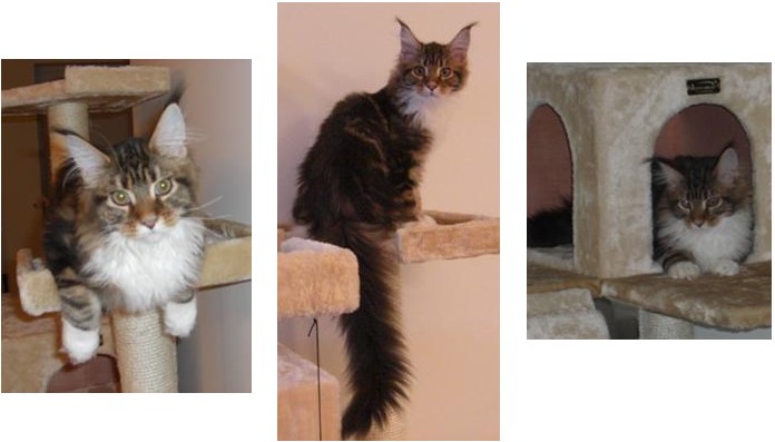tequila the purebred maine coon