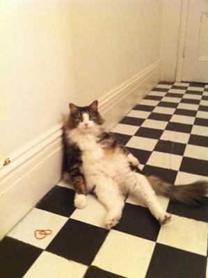 tesla tabby with white maine coon cat