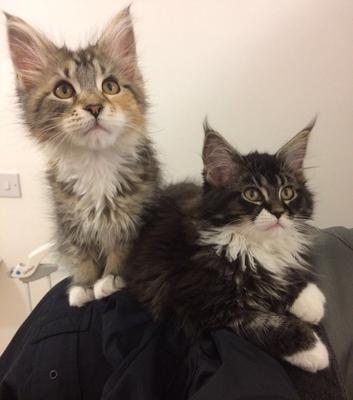 Tess and Kahleesi two cute female maine coon kittens