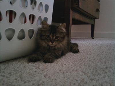 Tessie