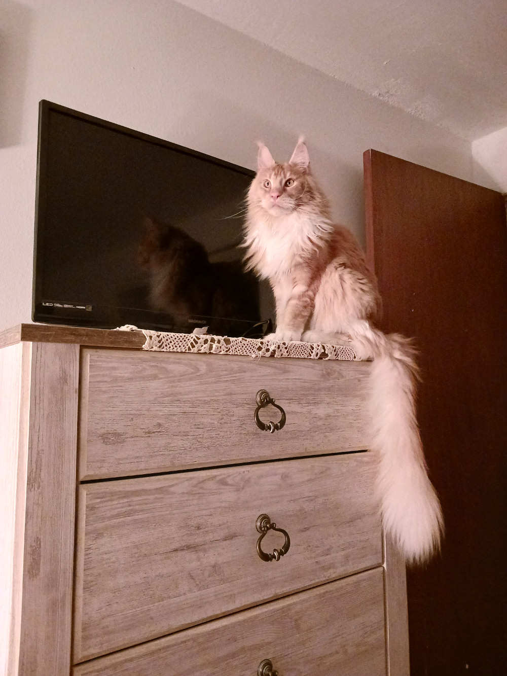 buff cream maine coon cat on a bureau.