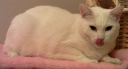 white cat from texas rescue group merlins hope