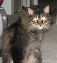 fluffy brown tabby cat