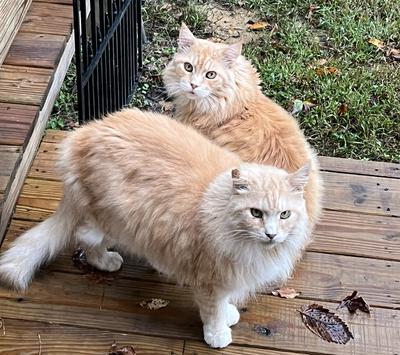 two male cream colored maine coon cats.