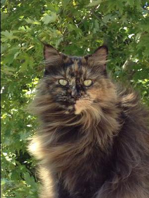 pretty female tortie maine coon cat.