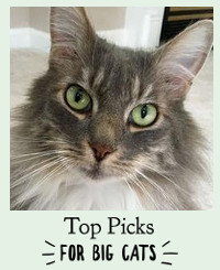 gray kitty with green eyes