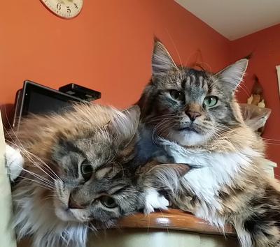 Two Purebred Girls two purebred brown and white maine coon girls.