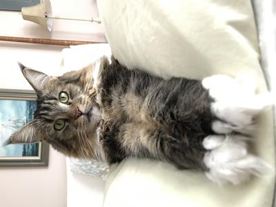 brown tabby with white maine coon female with big paws