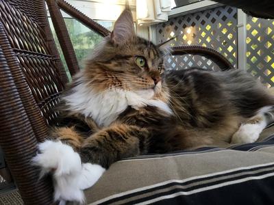 Pretty Girl purebred female maine coon cat with white paws.