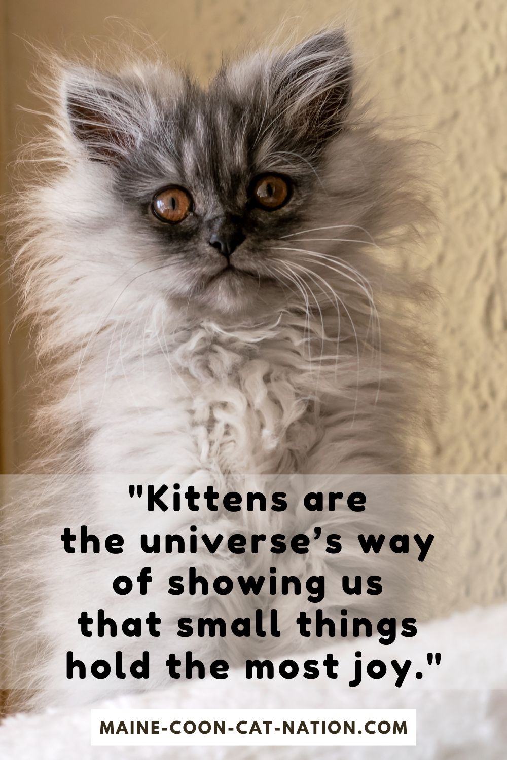 kittens are pure joy inspirational quote
