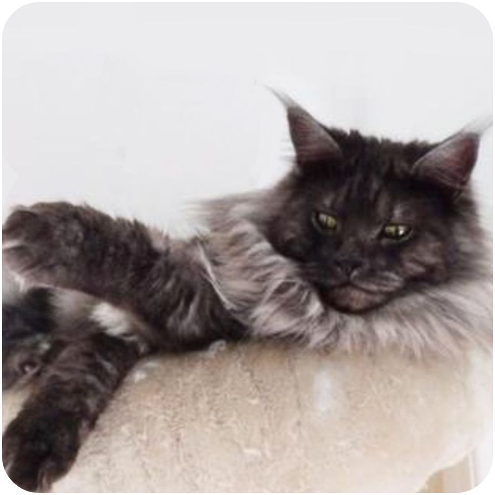 Thor black smoke maine coon cat relaxing