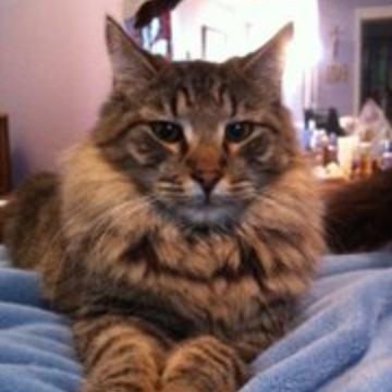Thor handsome brown tabby maine coon mix