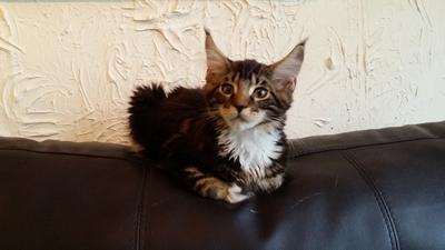 Thor