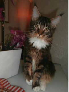 purebred brown tabby maine coon kitten with a white bib at 6 months old. purebred brown tabby maine coon kitten with a white bib at 6 months old.