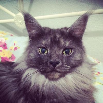 Thor