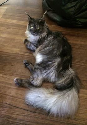 Thor