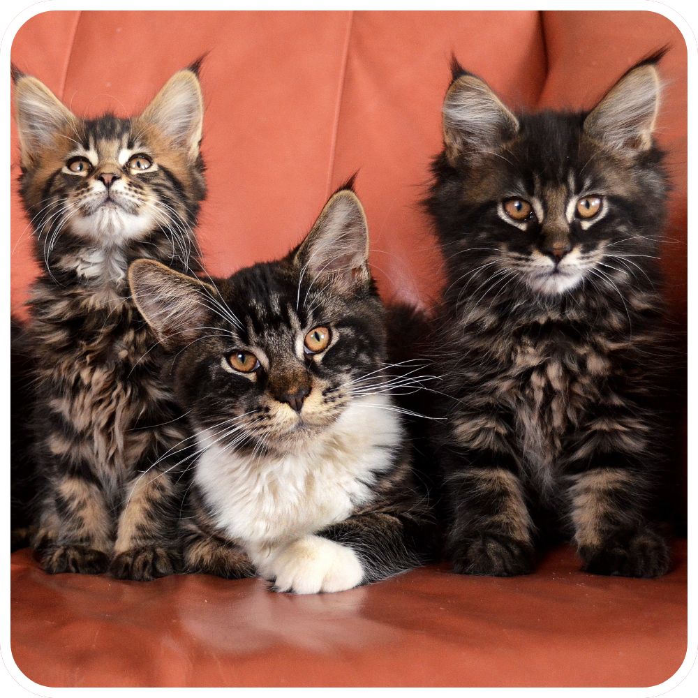 Three Young Kittens three maine coon kittens in a row