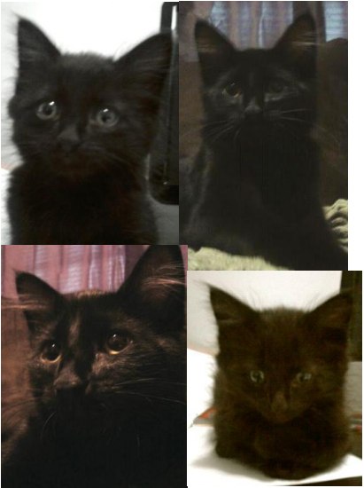 Thumper! black maine coon kitten